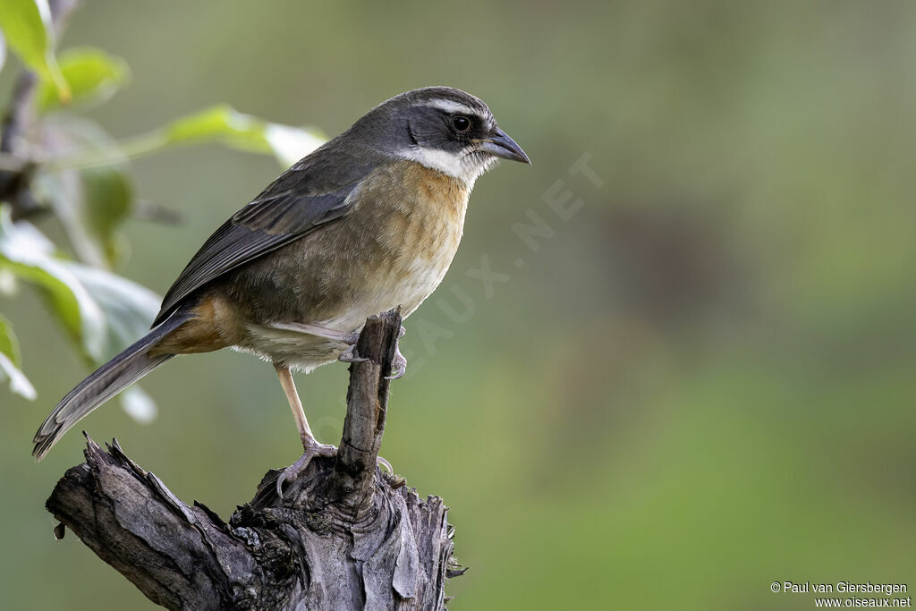 Chipiu césarimmature