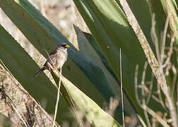 Rufous-backed Inca Finch