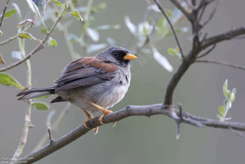 Rufous-backed Inca Finchadult, identification