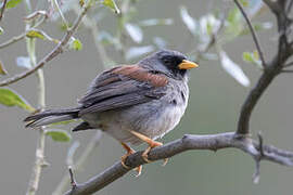 Rufous-backed Inca Finch