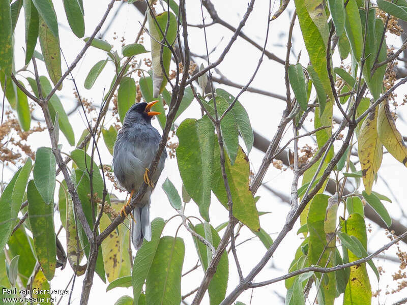 Grey-winged Inca Finchadult, habitat, song