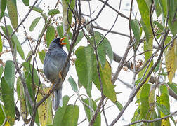 Grey-winged Inca Finch