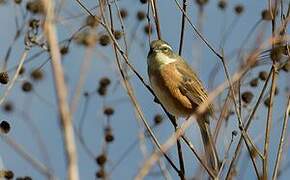 Bolivian Warbling Finch