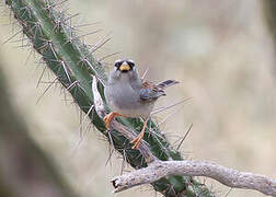 Little Inca Finch