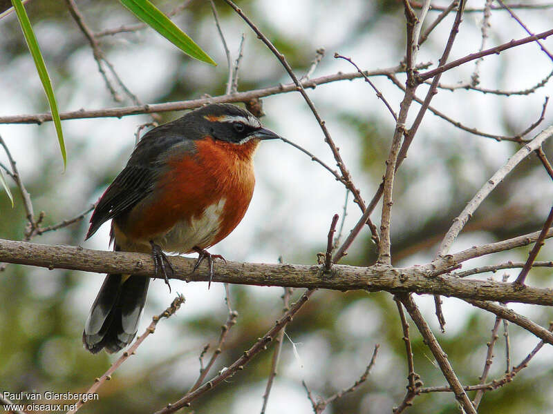 Black-and-rufous Warbling Finch male adult, habitat, pigmentation