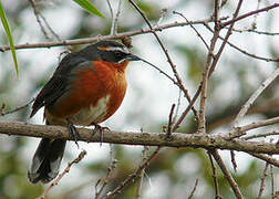 Black-and-rufous Warbling Finch