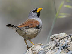 Great Inca Finch