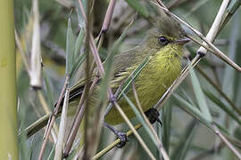 Mountain Yellow Warbler