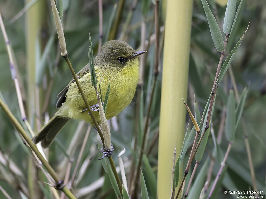 Mountain Yellow Warbleradult