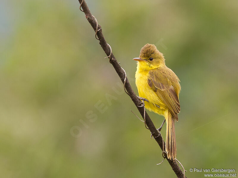 African Yellow Warbleradult