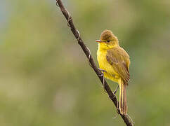 African Yellow Warbler