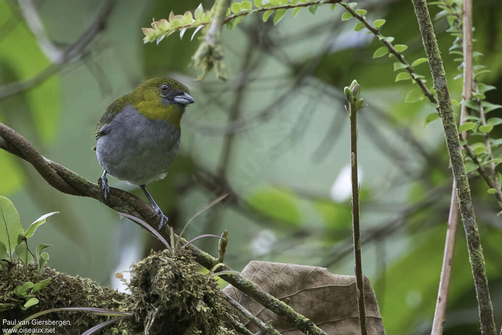 Chlorospin à gorge jaune adulte, identification