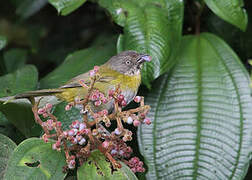 Common Bush Tanager