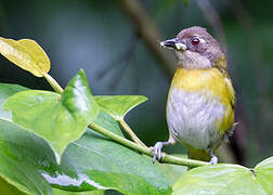 Common Bush Tanager