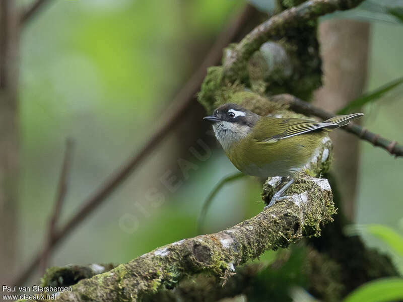 Chlorospin des buissonsadulte, identification