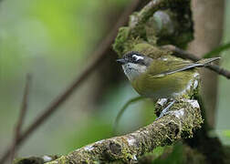 Common Bush Tanager