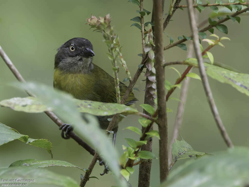 Chlorospin des buissonsadulte, portrait