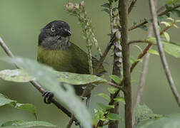 Common Bush Tanager