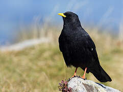 Alpine Chough