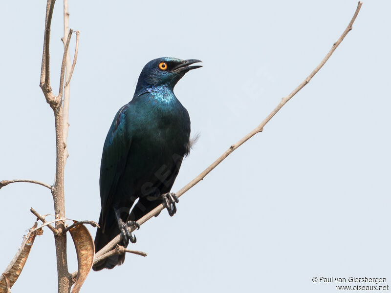 Cape Starling