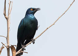 Cape Starling