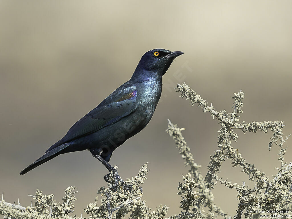 Choucador à épaulettes rougesadulte