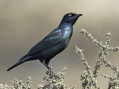 Cape Starling