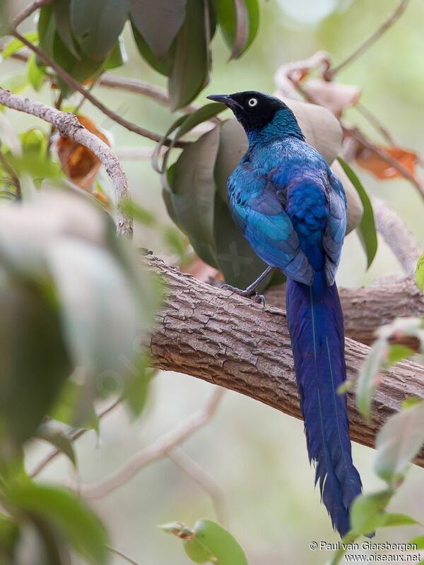 Long-tailed Glossy Starling