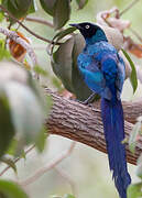 Long-tailed Glossy Starling