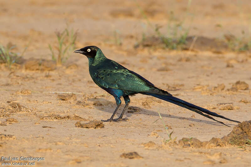 Long-tailed Glossy Starlingadult, pigmentation