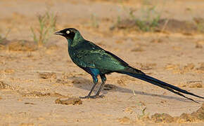 Long-tailed Glossy Starling