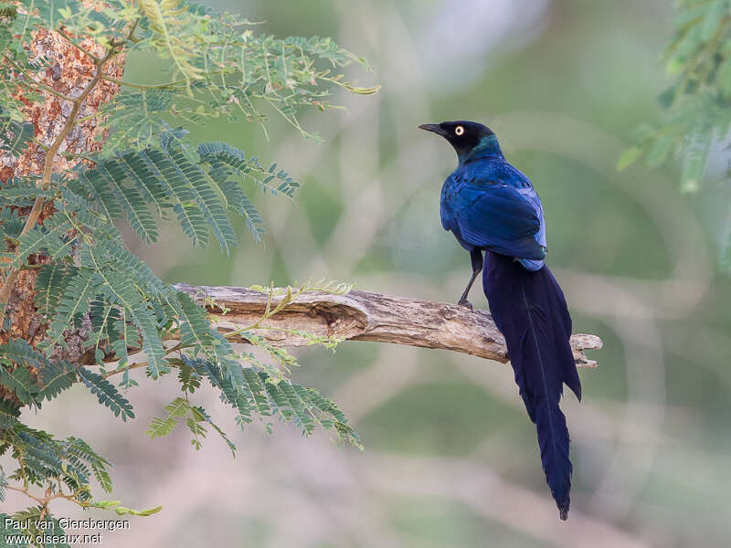 Long-tailed Glossy Starlingadult, identification