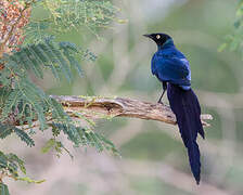 Long-tailed Glossy Starling