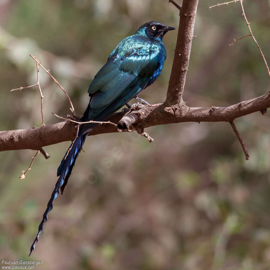 Long-tailed Glossy Starlingadult, identification