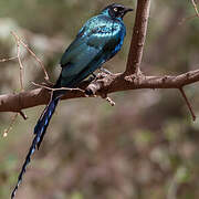 Long-tailed Glossy Starling