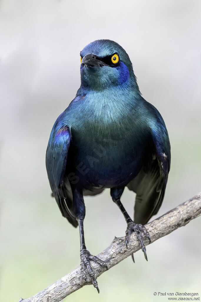 Greater Blue-eared Starling