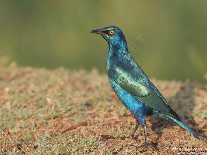 Choucador à oreillons bleus