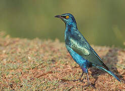 Greater Blue-eared Starling