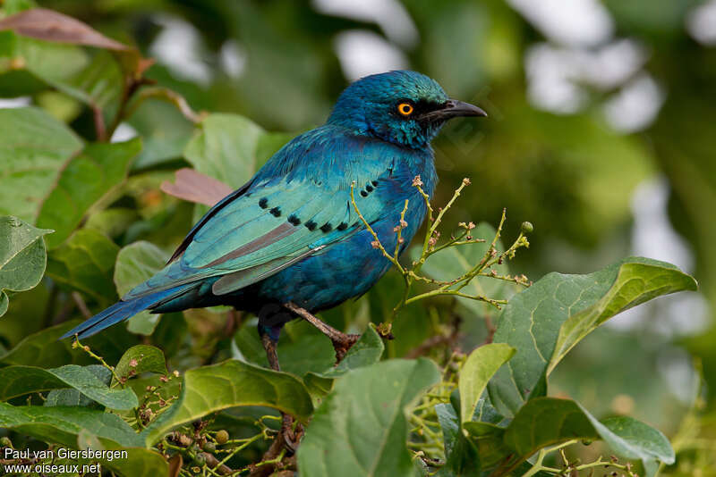 Choucador à oreillons bleusadulte