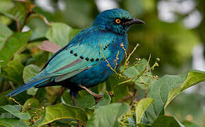 Greater Blue-eared Starling