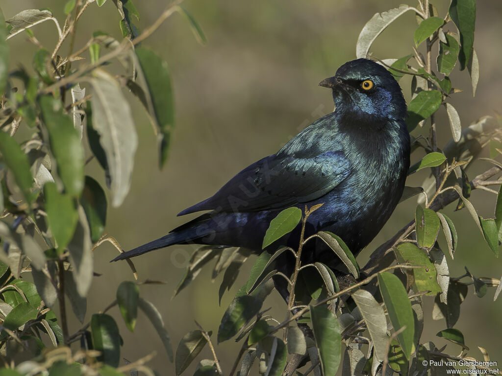 Greater Blue-eared Starlingadult