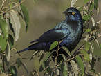 Choucador à oreillons bleus