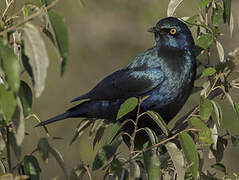 Greater Blue-eared Starling