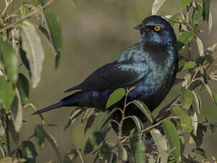 Choucador à oreillons bleus