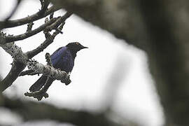 Copper-tailed Starling