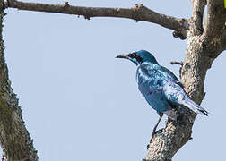 Sharp-tailed Starling