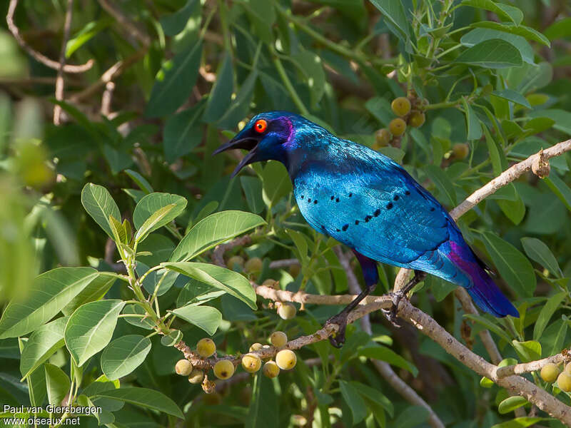 Choucador à queue violetteadulte, identification