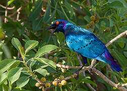 Bronze-tailed Starling