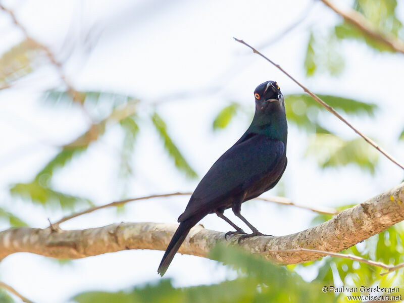 Black-bellied Starling