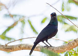 Black-bellied Starling